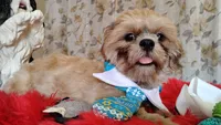 Full AKC Mighty Papa Bear, a male Shih Tzu for sale in Houston, TX – 10 of 10