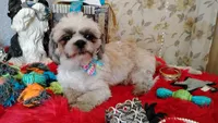 Full Akc -, a male Shih Tzu for sale in Houston, TX – 8 of 10