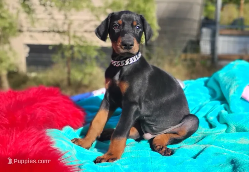 Murdock  – Doberman Pinscher puppy for sale in Beaumont, TX