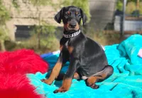 Murdock , a male Doberman Pinscher for sale in Beaumont, TX – 1 of 8