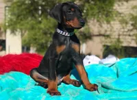Murdock , a male Doberman Pinscher for sale in Beaumont, TX – 7 of 8