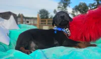 Dustin, a male Doberman Pinscher for sale in Beaumont, TX – 7 of 7