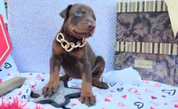 AKC Champion Bloodline - Ginger , a female Doberman Pinscher for sale in Beaumont, TX – 10 of 10