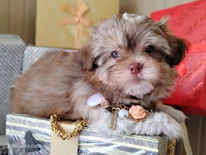Havashu - Murdock – Havanese, Shih Tzu puppy for sale in Houston, TX