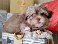 Last one !!!! Havashu - Murdock, a male Havanese and Shih Tzu for sale in Houston, TX – 1 of 8
