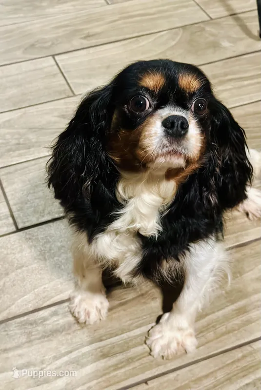 AKC Baylee, a female Cavalier King Charles Spaniel for sale in Wellington, FL – Photo 1 of 4