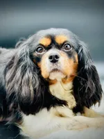 AKC Baylee, a female Cavalier King Charles Spaniel for sale in Wellington, FL – Photo 2 of 4