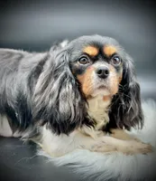 AKC Baylee, a female Cavalier King Charles Spaniel for sale in Wellington, FL – Photo 4 of 4