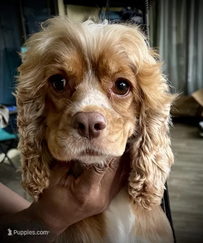 Peaches “Harley Quinn” – Cocker Spaniel puppy for sale in Summerfield, FL