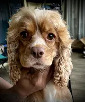 Peaches “Harley Quinn”, a female Cocker Spaniel for sale in Summerfield, FL – Photo 1 of 4