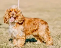 Peaches “Harley Quinn”, a female Cocker Spaniel for sale in Summerfield, FL – Photo 2 of 4