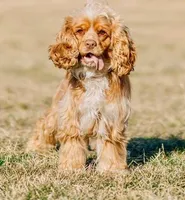 Peaches “Harley Quinn”, a female Cocker Spaniel for sale in Summerfield, FL – Photo 3 of 4