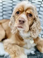 Peaches “Harley Quinn”, a female Cocker Spaniel for sale in Summerfield, FL – Photo 4 of 4