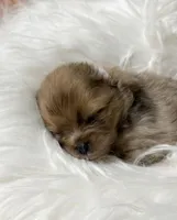 Eggos (AKC), a female Pomeranian for sale in Newport News, VA – Photo 2 of 2