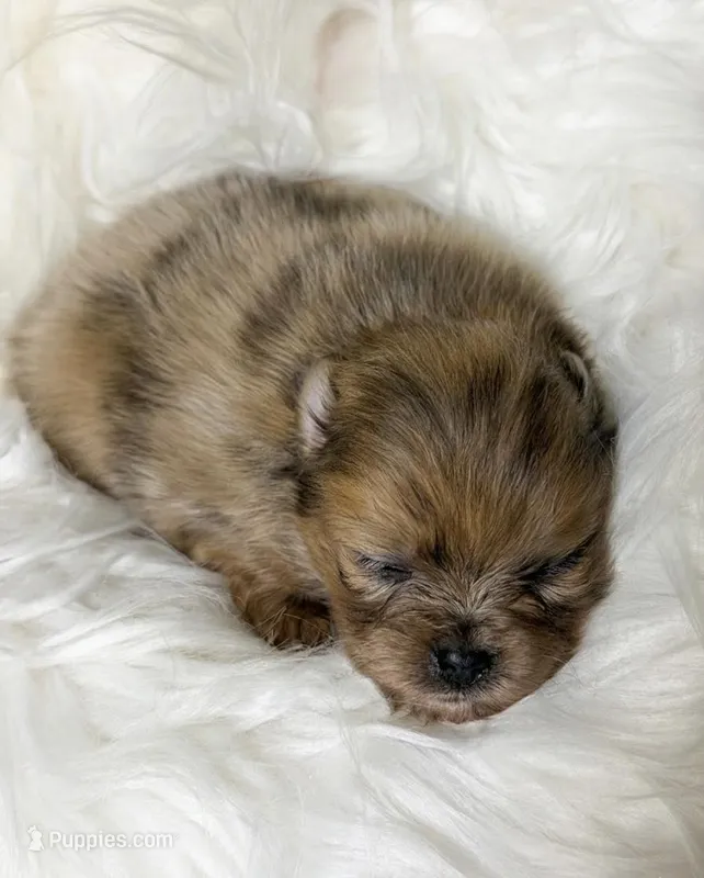 Eggos (AKC) – Pomeranian puppy for sale in Newport News, VA