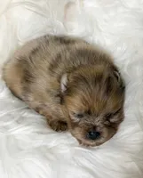 Eggos (AKC), a female Pomeranian for sale in Newport News, VA – Photo 1 of 2