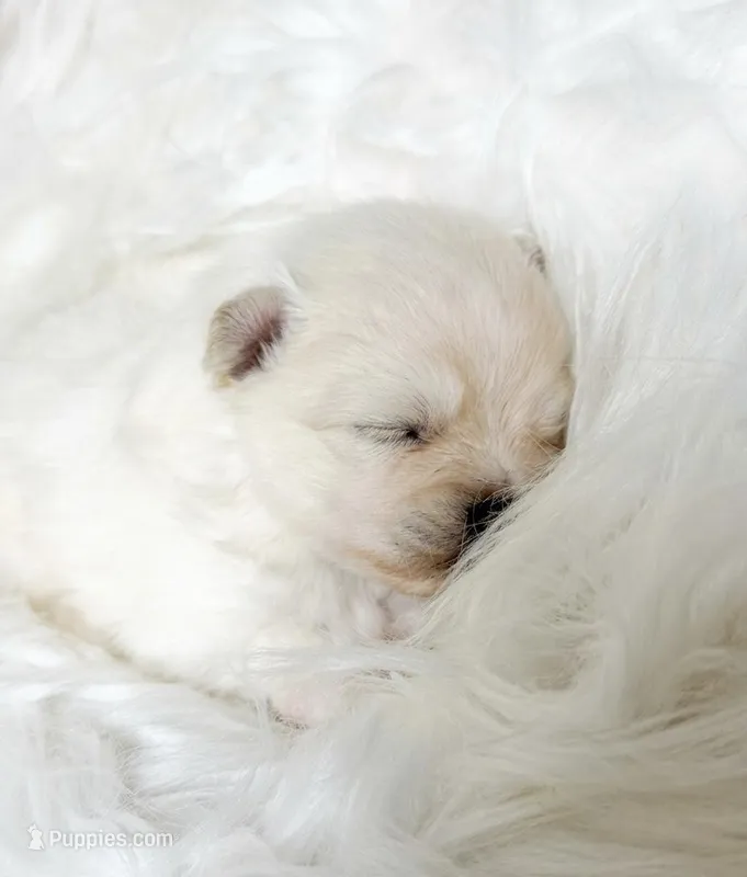 Muffin (AKC) – Pomeranian puppy for sale in Newport News, VA