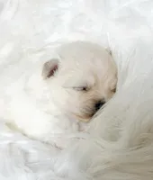 Muffin (AKC), a male Pomeranian for sale in Newport News, VA – Photo 1 of 2