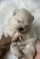 Muffin (AKC), a male Pomeranian for sale in Newport News, VA – Photo 2 of 2