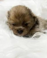 Bagel (AKC), a male Pomeranian for sale in Newport News, VA – Photo 2 of 2