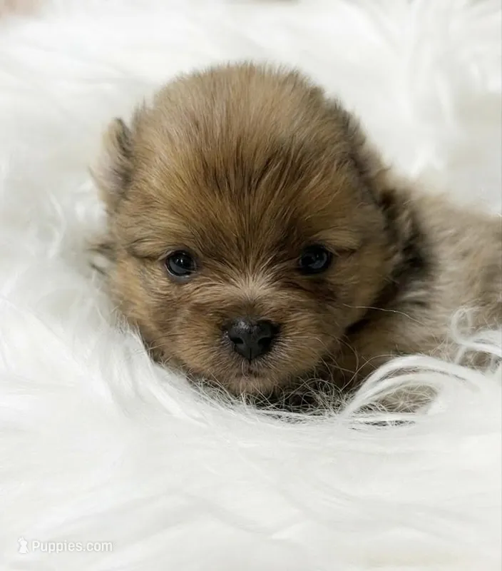 Bagel (AKC) – Pomeranian puppy for sale in Newport News, VA