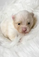 Pancakes (AKC), a female Pomeranian for sale in Newport News, VA – Photo 2 of 2