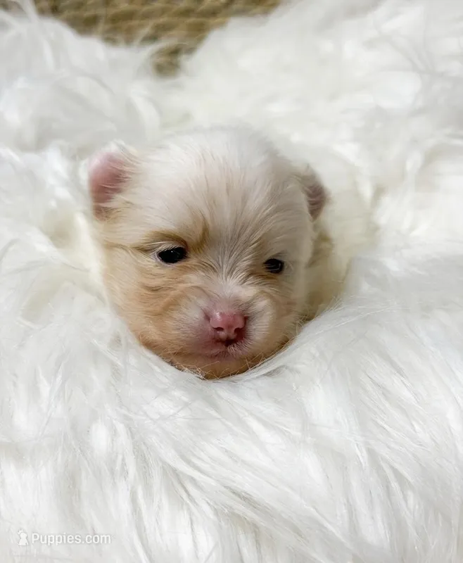 Pancakes (AKC) – Pomeranian puppy for sale in Newport News, VA