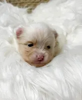 Pancakes (AKC), a female Pomeranian for sale in Newport News, VA – Photo 1 of 2