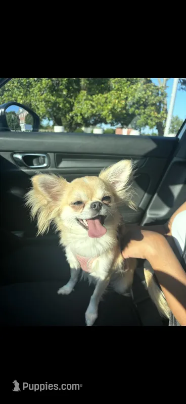 Love (Breeding Rights)