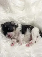 Jessie (CKC), a female Pomeranian for sale in Newport News, VA – Photo 2 of 2