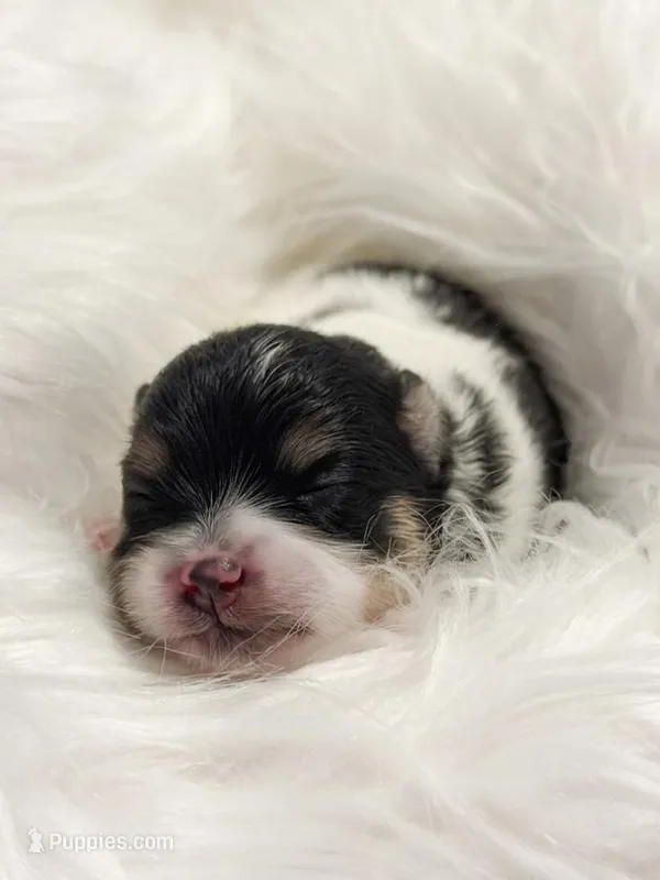 Jessie (CKC) – Pomeranian puppy for sale in Newport News, VA