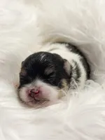 Jessie (CKC), a female Pomeranian for sale in Newport News, VA – Photo 1 of 2