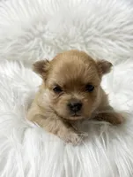 French Toast (AKC), a female Pomeranian for sale in Newport News, VA – Photo 2 of 2