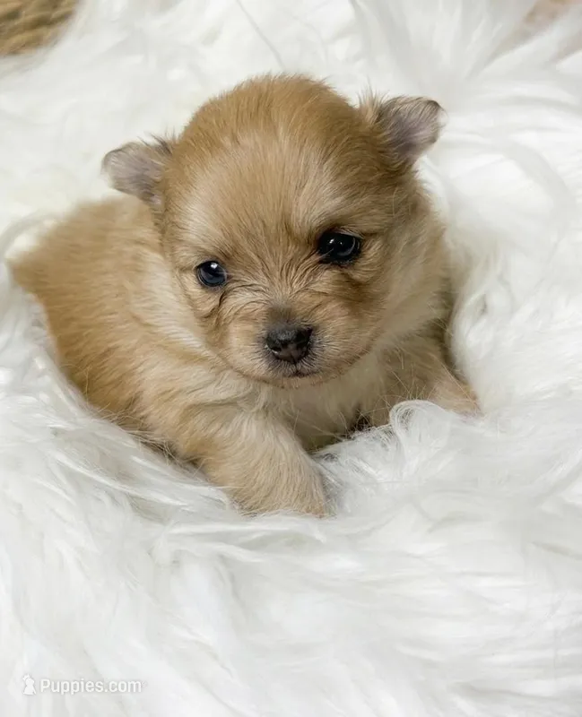 French Toast (AKC) – Pomeranian puppy for sale in Newport News, VA