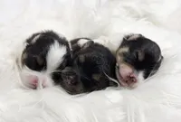 Boo-Peep (CKC), a female Pomeranian for sale in Newport News, VA – Photo 2 of 2