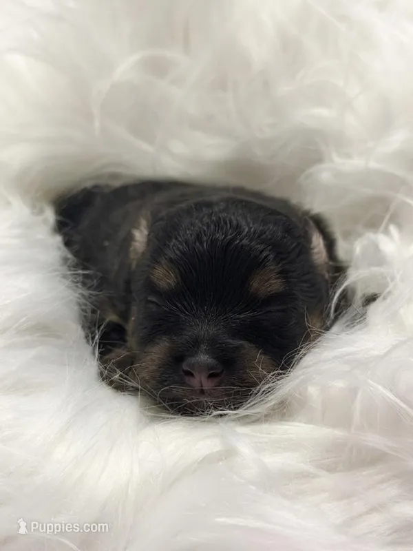 Boo-Peep (CKC) – Pomeranian puppy for sale in Newport News, VA