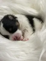 Woody (CKC), a male Pomeranian for sale in Newport News, VA – Photo 2 of 2