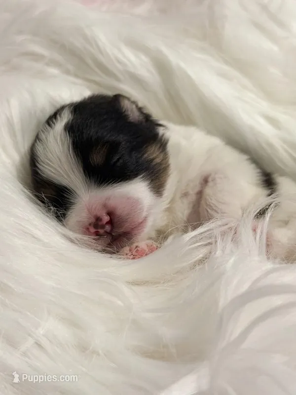 Woody (CKC) – Pomeranian puppy for sale in Newport News, VA