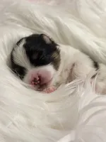 Woody (CKC), a male Pomeranian for sale in Newport News, VA – Photo 1 of 2