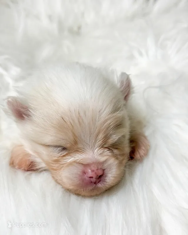 Waffles (AKC) – Pomeranian puppy for sale in Newport News, VA