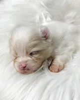 Waffles (AKC), a male Pomeranian for sale in Newport News, VA – Photo 2 of 2