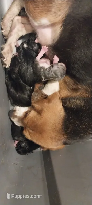 Little girl – Beagle puppy for sale in Elko, NV