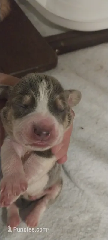 Blue girl – Beagle puppy for sale in Elko, NV