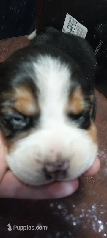 Little Buddy – Beagle puppy for sale in Elko, NV