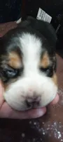 Little Buddy, a male Beagle for sale in Elko, NV – 1 of 5
