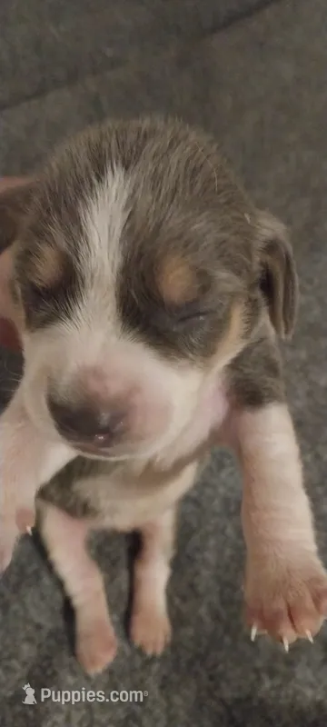 Blue girl – Beagle puppy for sale in Elko, NV