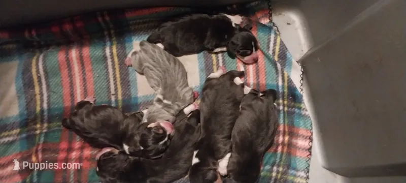 Blue girl – Beagle puppy for sale in Elko, NV