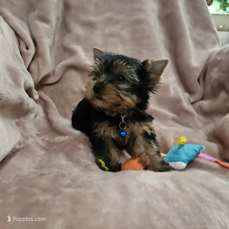 AKC Spark, a male Yorkshire Terrier for sale in Stevensville, MD – 1 of 8