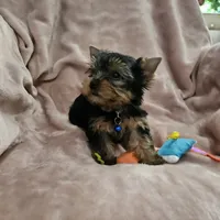 AKC Spark, a male Yorkshire Terrier for sale in Hartly, DE – 3 of 8