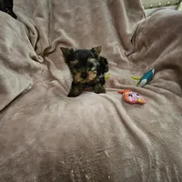 AKC Spark, a male Yorkshire Terrier for sale in Hartly, DE – 4 of 8